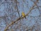Male Yellowhammer Bird