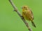 Male Yellowhammer perched