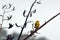 Male Yellowhammer sit on a flax plant branch