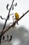 Male Yellowhammer sit on a flax plant branch