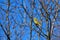 Male Yellowhammer in spring