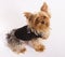 Male Yorkie Dog Pet