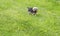 A Male Yorkie Sitting on Grass in the Spring