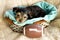 Male Yorkshire Terrier Puppy with football