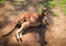 Male Young red kangaroo relaxing on the ground in the zoo.