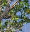 Male Yucatan woodpecker working up a lunch in the jungle in Mexico.