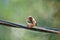 A Male Zebra Finch in the Wild