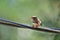 A Male Zebra Finch in the Wild