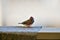 A Male Zebra Finch in the Wild