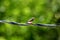 A Male Zebra Finch in the Wild