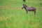 Male Zebra in a green field