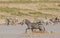 Male Zebra running through water, calling, Serengeti, Tanzania