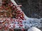 Males of Eurasian bullfinch Pyrrhula pyrrhula sitting on branches of guelder rose Viburnum opulus in winter. Males have red