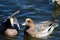 Males Eurasian wigeon.