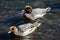 Males Eurasian wigeon.