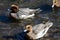 Males Eurasian wigeon.