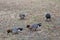 Males Eurasian wigeon searching for food.