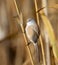 Males and females of The bearded reedling