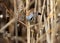 Males and females of The bearded reedling