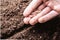 Males hand planting seeds