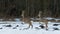 Males of Roe Deer in similiar leaps on snow in front of trees of winter wood