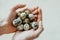 Males thin hands hold many small spotted quail eggs. collecting eggs in domestic poultry farm. selective focus