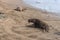 Males and trails on sand at Elephant Seal Vista Point, San Simeon, CA, USA