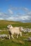 Malham sheep