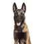 Malinois, 1 year old, sitting against white background