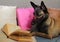 Malinois Belgian Sheepdog reads a book with a pair of glasses on the muzzle lying on cushions in cocooning mode