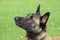 Malinois Belgian Shepherd dog with a red leash looks up to listen to his master`s order