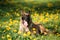 Malinois Belgian Shepherd Dog Sitting In Green Grass