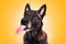 Malinois belgian shepherd dog sticks out tongue