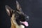 Malinois belgian shepherd dog studio portrait, gray background