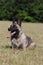 Malinois Belgian Shepherd dog waiting to play with his ball, canine sport training in the game