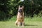 Malinois Belgian Shepherd dog waiting to play with his ball, canine sport training in the game