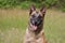Malinois Belgian Shepherd dog waiting to play with his ball, canine sport training in the game