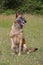 Malinois Belgian Shepherd dog waiting to play with his ball, canine sport training in the game