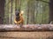 Malinois breed dog while jumping through a tree in the forest.