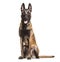 Malinois dog, 1 year old, sitting against white background