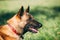 Malinois Dog Close Up Portrait. Well-raised And Trained Belgian Malinois Are Usually Active, Intelligent, Friendly
