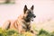 Malinois Dog Outdoors In Grass. Belgian Sheepdog Are Active, Intelligent, Friendly, Protective, Alert And Hard-working