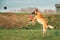 Malinois Dog Play Jumping Running With Plate Toy Outdoor In Park. Belgian Sheepdog Are Active, Intelligent, Friendly