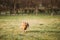 Malinois Dog Play Running With Ball Toy Outdoor In Park. Belgian Sheepdog Are Active, Intelligent, Friendly, Protective