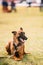 Malinois Dog Sit Outdoors In Grass. Belgian Sheepdog Are Active,