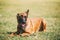 Malinois Dog Sit Outdoors In Grass. Belgian Sheepdog, Shepherd,