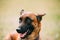 Malinois Dog Sit Outdoors In Grass. Belgian Sheepdog, Shepherd,