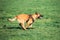 Malinois Dog Sit Outdoors In Grass. Belgian Sheepdog, Shepherd,