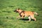 Malinois Dog Sit Outdoors In Grass. Belgian Sheepdog, Shepherd, Belgium, Chien De Berger Belge Dog