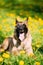 Malinois Dog Sit Outdoors In Green Grass